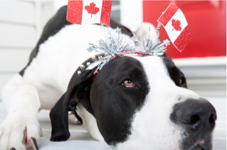 Read more about the article Supporting a Canadian CPAP Retailer this Canada Day